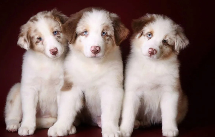 australian-shepherd-puppies-for-sale-in-ny-big-0