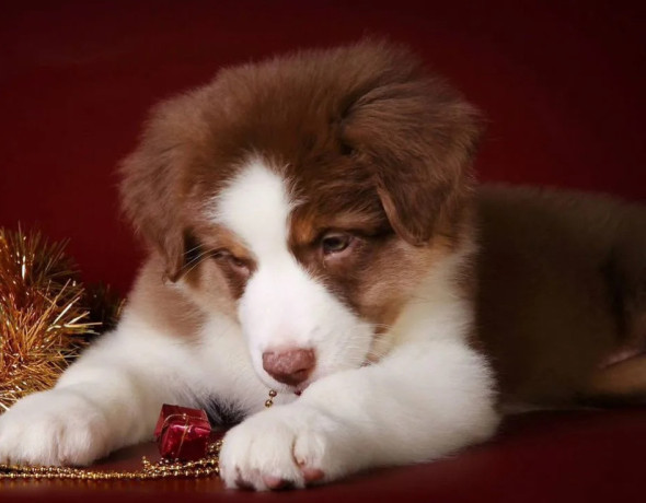 australian-shepherd-puppies-for-sale-in-ny-big-1