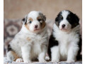 australian-shepherd-puppies-looking-for-a-home-in-dallas-tx-small-2