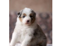 australian-shepherd-puppies-looking-for-a-home-in-dallas-tx-small-1