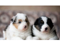 australian-shepherd-puppies-looking-for-a-home-in-dallas-tx-small-0