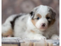 australian-shepherd-puppies-looking-for-a-home-in-dallas-tx-small-3