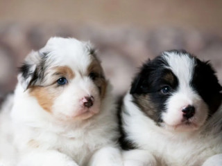 Australian Shepherd Puppies Looking for a Home in Dallas (TX)