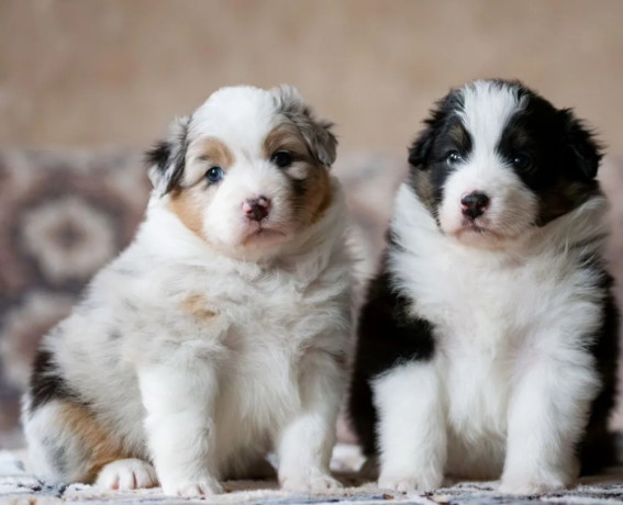 australian-shepherd-puppies-looking-for-a-home-in-dallas-tx-big-2