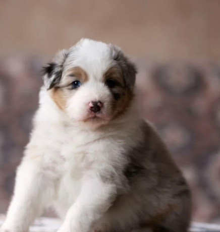 australian-shepherd-puppies-looking-for-a-home-in-dallas-tx-big-1