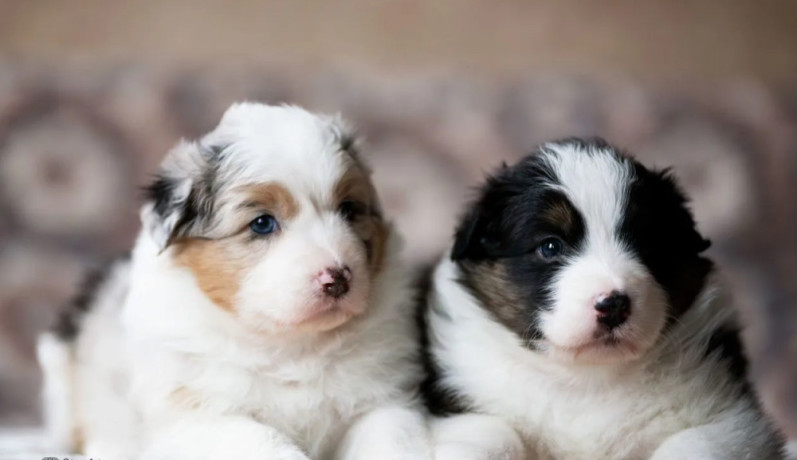 australian-shepherd-puppies-looking-for-a-home-in-dallas-tx-big-0