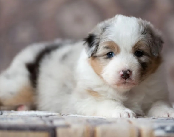 australian-shepherd-puppies-looking-for-a-home-in-dallas-tx-big-3