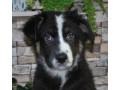 12-week-old-australian-shepherd-female-puppy-for-sale-in-il-small-1