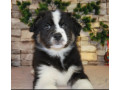 12-week-old-australian-shepherd-female-puppy-for-sale-in-il-small-3