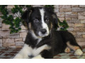 12-week-old-australian-shepherd-female-puppy-for-sale-in-il-small-4