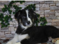 12-week-old-australian-shepherd-female-puppy-for-sale-in-il-small-0