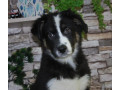 12-week-old-australian-shepherd-female-puppy-for-sale-in-il-small-2