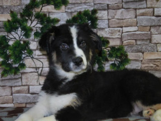 12-Week-Old Australian Shepherd Female Puppy for Sale in (IL)