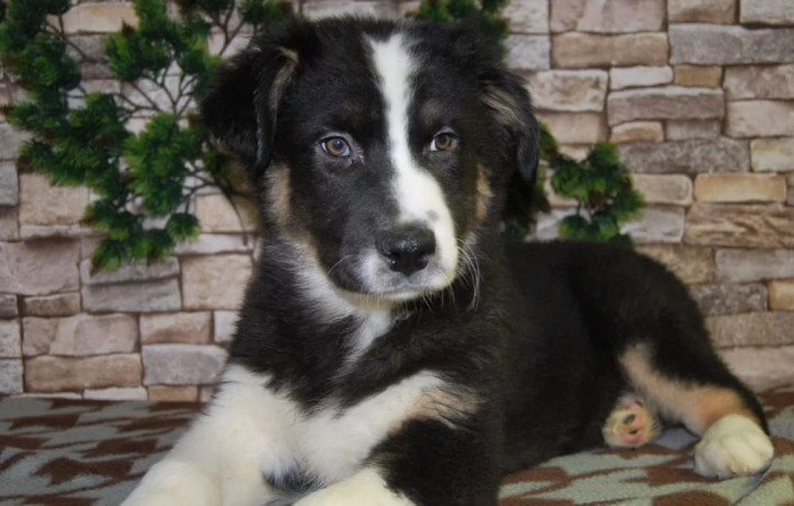 12-week-old-australian-shepherd-female-puppy-for-sale-in-il-big-4