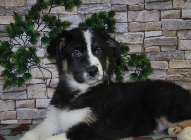 12-week-old-australian-shepherd-female-puppy-for-sale-in-il-big-0