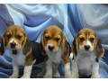 adorable-beagle-puppies-for-sale-ready-to-join-your-family-small-3