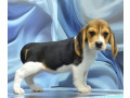 adorable-beagle-puppies-for-sale-ready-to-join-your-family-small-1