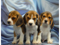 adorable-beagle-puppies-for-sale-ready-to-join-your-family-small-0