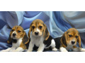 adorable-beagle-puppies-for-sale-ready-to-join-your-family-small-2