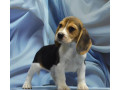 adorable-beagle-puppies-for-sale-ready-to-join-your-family-small-4