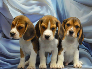 Adorable Beagle Puppies for Sale Ready to Join Your Family!