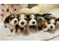 beagle-puppies-for-sale-affordable-and-healthy-companions-small-0