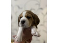 beagle-puppies-for-sale-affordable-and-healthy-companions-small-2