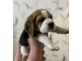 beagle-puppies-for-sale-affordable-and-healthy-companions-small-3