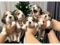 beagle-puppies-for-sale-affordable-and-healthy-companions-small-1