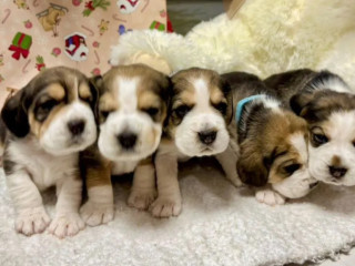 Beagle Puppies for Sale Affordable and Healthy Companions