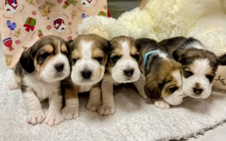 beagle-puppies-for-sale-affordable-and-healthy-companions-big-0