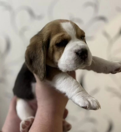 beagle-puppies-for-sale-affordable-and-healthy-companions-big-3