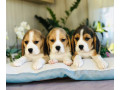 purebred-beagle-puppies-for-sale-perfect-family-pets-small-0