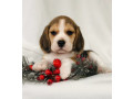 purebred-beagle-puppies-for-sale-perfect-family-pets-small-4