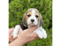 purebred-beagle-puppies-for-sale-perfect-family-pets-small-5