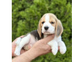 purebred-beagle-puppies-for-sale-perfect-family-pets-small-2