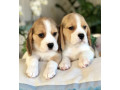 purebred-beagle-puppies-for-sale-perfect-family-pets-small-1