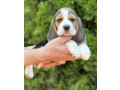 purebred-beagle-puppies-for-sale-perfect-family-pets-small-3