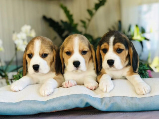 Purebred Beagle Puppies for Sale Perfect Family Pets