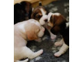 beagle-puppies-for-sale-near-you-limited-time-offer-small-0