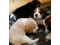 beagle-puppies-for-sale-near-you-limited-time-offer-small-2