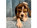 healthy-beagle-puppies-for-sale-raised-with-love-and-care-small-5