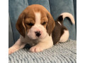 healthy-beagle-puppies-for-sale-raised-with-love-and-care-small-1