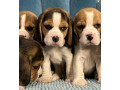 healthy-beagle-puppies-for-sale-raised-with-love-and-care-small-3