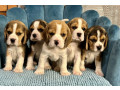 healthy-beagle-puppies-for-sale-raised-with-love-and-care-small-6