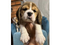 healthy-beagle-puppies-for-sale-raised-with-love-and-care-small-2