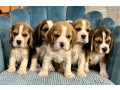 healthy-beagle-puppies-for-sale-raised-with-love-and-care-small-4