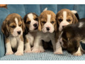 healthy-beagle-puppies-for-sale-raised-with-love-and-care-small-0