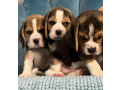 healthy-beagle-puppies-for-sale-raised-with-love-and-care-small-7