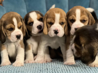 Healthy Beagle Puppies for Sale Raised with Love and Care